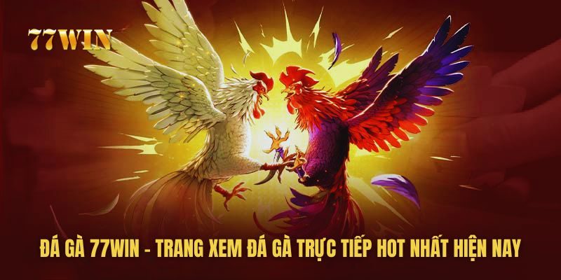 Đá gà 77WIN - Trang Xem Đá Gà Trực Tiếp HOT Nhất Hiện Nay